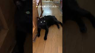 ＠#黒猫＃ロデム＃ブログ★肥えた黒猫バビル二世のロデム（２０２２０７３１－９）