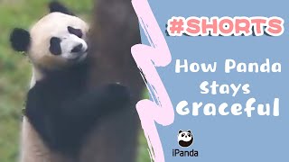 How Panda Stays Graceful | iPanda #Shorts