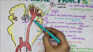 Corticospinal tracts/ Pyramidal Tracts Pathway |Neurophysiology| Super Easy Explanation