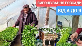 Як Виростити розсаду. Поради від агронома