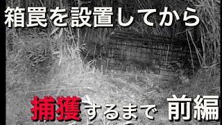 箱罠を設置してから捕獲するまで！前編