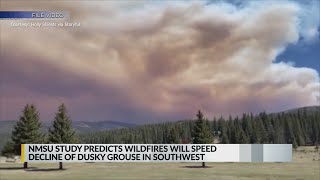 NMSU study predicts wildfires will speed the decline of Dusky Grouse in southwest