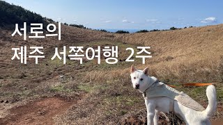 서로의 제주도 서쪽 여행 14일 반려견(대형견,진돗개)동반 카페 식당 설명에 적어둘게요 (목포에서 제주 퀸메리2 퀸제누비아호)