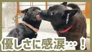 【甲斐犬】ケガをしたツムギに対するカナコの行動が愛に溢れてて素敵でした