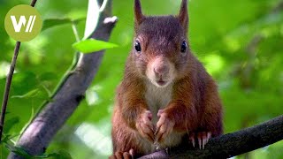 Cute red squirrels in the forest around Paris