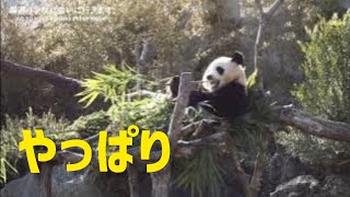 やっぱり木の上😍【たった今】アドベンチャーワールド、楓浜🍁【毎週パンダ2022/12/10】Panda just now,cute panda video