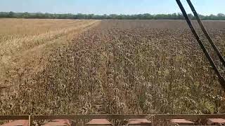 Збираю соняшник 🌻 Саксон. Поки сам не побачив не вірив у його потенціал.