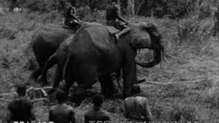 Wild Elephant Round Up 1942