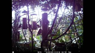 Goldfinches on a tiny  six-floored balcony garden of Soho Westminster Central London (2 of 5)