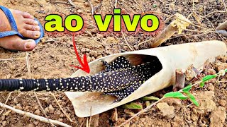 A Melhor Armadilhas para pegar teiú ou tejú lagarto -ao vivo - simples e fácil