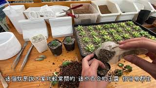 必修課多肉植物  多肉渡夏中三個問題與解決方法PART.3  MC Succulent plant Vlog【 MC多肉園 】