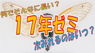 【解説】17年に一度発生するセミの力技生存戦略