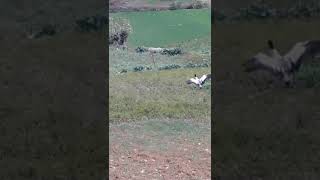 Lone black necked crane at Goen soekha