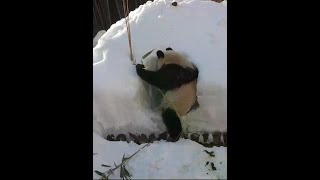 The treasure family playing in the snow cave is really comfortable# giant panda fubao# wangzai said