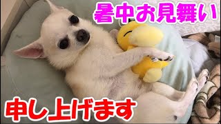 花火とチワワとコダックと【暑中お見舞い】Chihuahua and fireworks