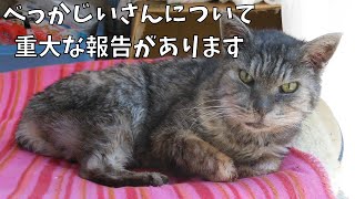 高齢猫19歳べっかじいさんの重大な報告と私自身の現在の状況報告になります。