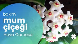 Hoya Carnosa 🌱 Mum Çiçeği Bakımı Nasıl Yapılır? | Püf Noktalar 💕