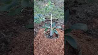 PAIR OF AVOCADO TREES CARMEN HASS AND GEM 🌳🌳🥑