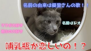 【保護猫】ママの母乳が恋しすぎてしちゃう子猫の行動が可愛すぎる！？