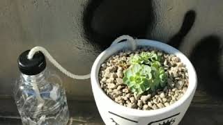 Self-Watering Pot by ohTrees. Cache pot