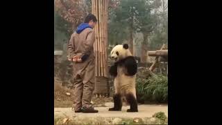 Panda Quarrel with the Keeper与饲养员吵架的熊猫