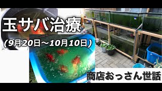 2019年10月10日　商店おっさん世話　玉サバ治療