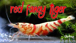 GAMBAS Red Fancy Tiger Shrimp 🦐❤️