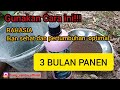 CARA BIBIS PAKAN IKAN DENGAN EM4 PERIKANAN UNTUK MEMAKSIMALKAN PENGGUNAAN PELET