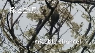 桜の蜜を吸う野鳥