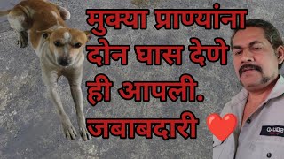 मुक्या प्राण्यांना खायला देणे ही आपली जबाबदारी ❤️💞🙏#dog #Street dog #dog lovers ❤️