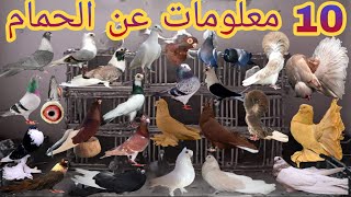 10 معلومات عن الحمام | لو انته بتربى حمام لازم تكون عرفهم