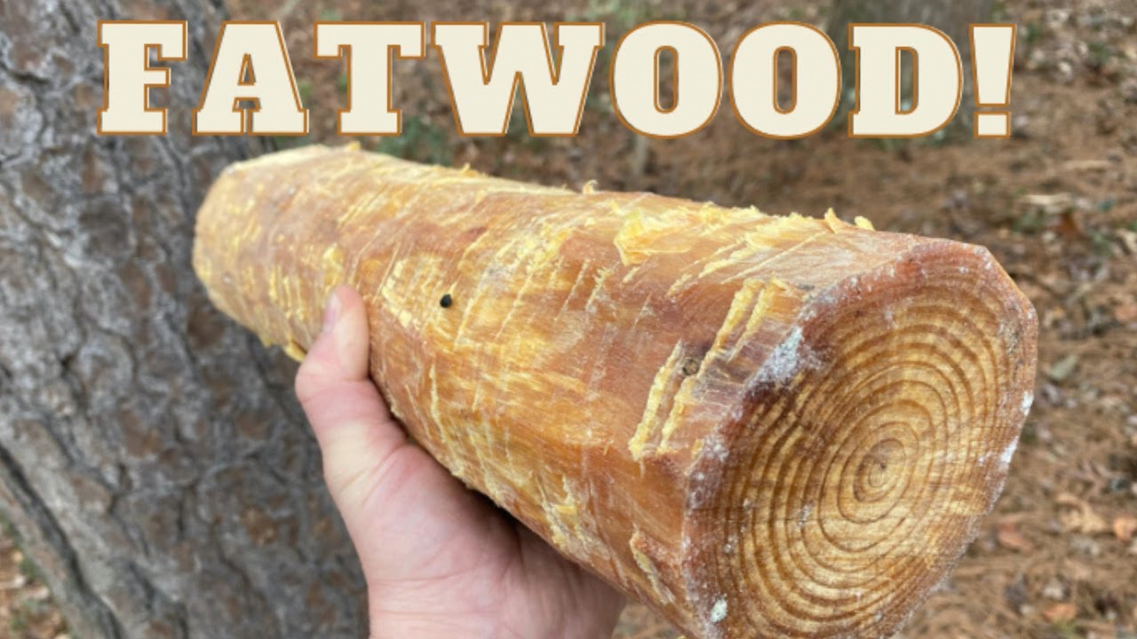 Fatwood For Beginners How To Locate Use It Youtube