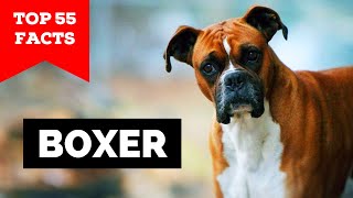 99% of Boxer Owners Don't Know This