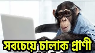 পৃথিবীর সবচেয়ে বুদ্ধিমান ৫ টি প্রাণী ! 5  most smart \u0026 Intelligent Animals in the world