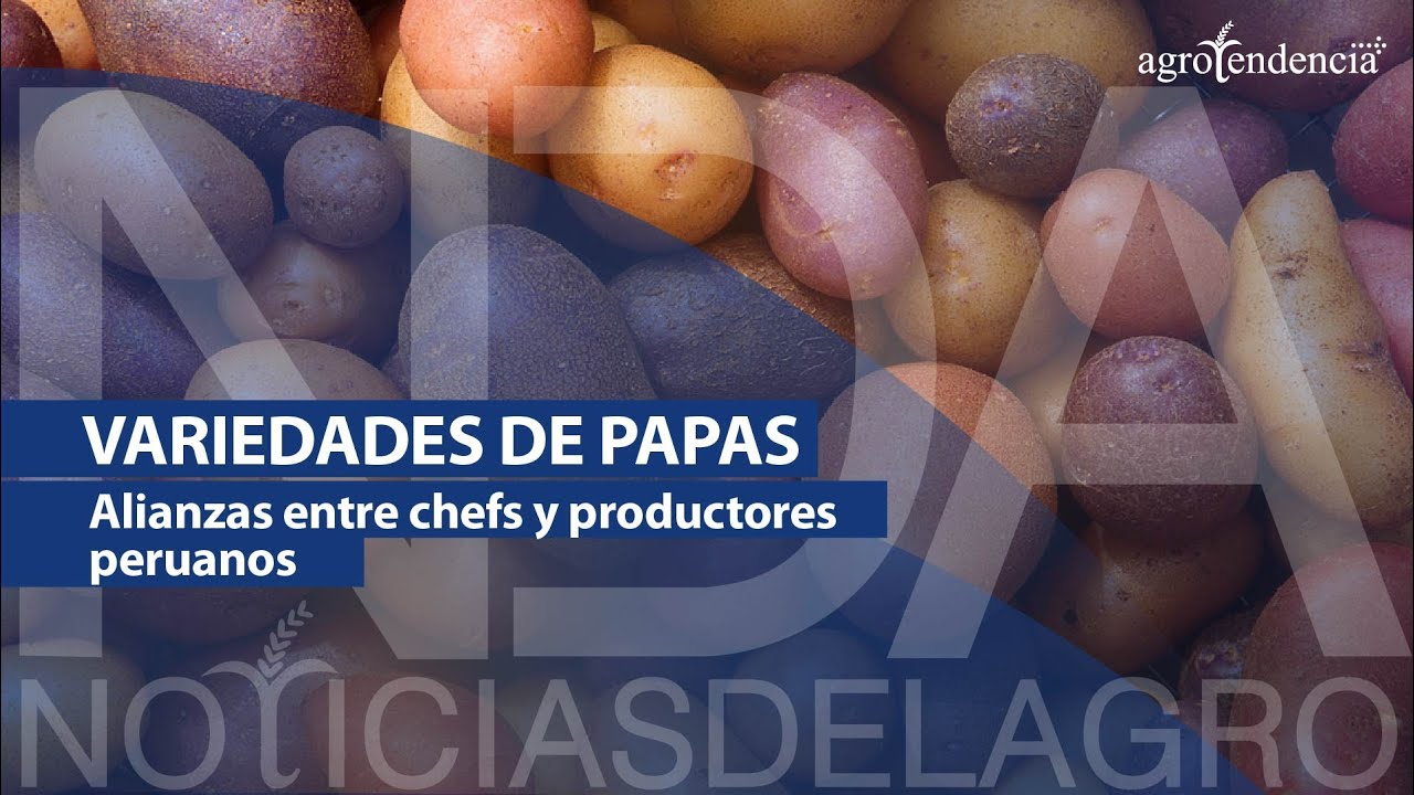 Cuántas Variedades De Papa Hay En El Perú - UDOE