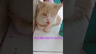 VIRAL !! KASIHAN SEKALI KUCING INI MATANYA CUMA SATU || #kucing