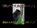 混浴【東鳴子温泉 いさぜん旅館】「阪神🐯ファン＆猫😾好きが喜ぶ極上湯の湯治宿」温泉に行こう　higashi naruko onsen　isazen ryokan　mixed bathing