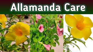 Allamanda plant care in summer