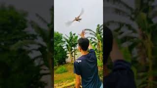 Pengetesan giring kandang merpati rosy!😱 #shorts #merpati