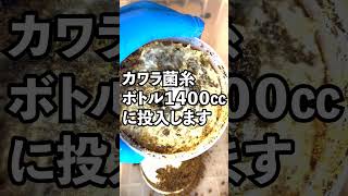 【1分で分かる】タランドゥス幼虫飼育の大まかな流れ【クワガタ飼育】