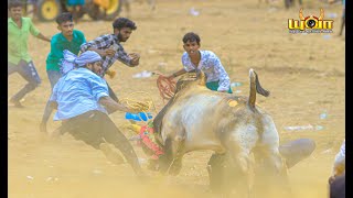 கல்லல் புரண்டி மஞ்சுவிரட்டு 2024 || kallal purandi manjuvirattu 2024