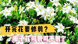 开完花要修剪？栀子花可剪可不剪？栀子花养护教学！