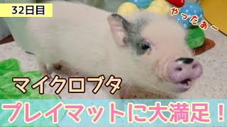 【お迎え32日目】マイクロブタにプレイマットをプレゼント🎁 気に入って貰えました！！#micropig #マイクロブタ #豚