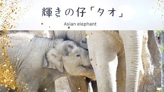 輝きの仔　アジアゾウのタオ（1歳）　北海道初アジアゾウの出産　札幌市円山動物園