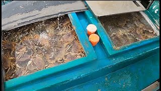 (2021) Commercial Dungeness Crab Fishing! Record Breaking! A few trips in. Vietnamese