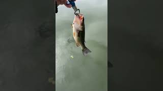 Largemouth Bass/bank/minnow大嘴鲈鱼/岸钓/米诺诱饵