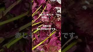 「天日干し梅干し」の赤色は、天然の色。赤しそと塩と梅酢で鮮やかに染め上げます。暑い中でも、昔ながら作り方で真心込めて作ります。 #山形 #梅干し #天日干し #伝統 #昔ながら #夏 #水