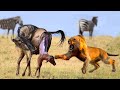 Incredible! Brave Wildebeest Fight To Save Calves From Bloodthirsty Predators From Lions