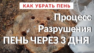 Как Убрать Пень. Пень на Участке Через 3 Дня.