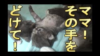 【猫好き】ママ、その手をどけて！（ラガマフィン）《funny cats》